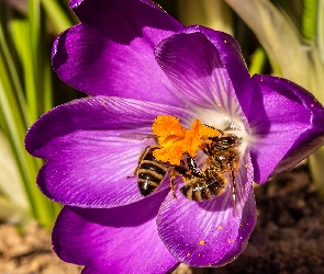 Krokus, Pszczoły, Kwiat