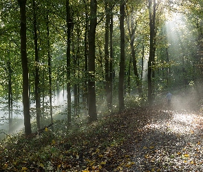 Drzewa, Droga, Słoneczne, Przebijające światło, Las