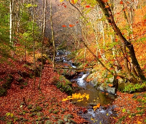 Potok, Jesień, Las, Drzewa, Rzeczka