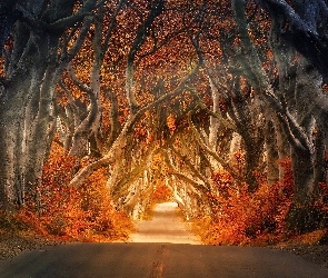 Las, Przebijające światło, Droga, Jesień, Drzewa