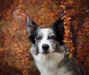 Gałązki, Krzew, Pies, Border collie