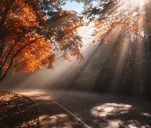Jesień, Słoneczne, Drzewa, Przebijające światło, Droga