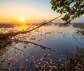 Wschód słońca, Gałęzie, Jezioro, Drzewo, Mgła