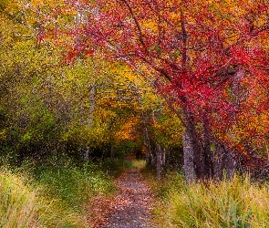 Jesień, Las, Trawy, Ścieżka, Liście, Drzewa