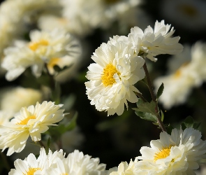 Białe, Astry, Kwiaty