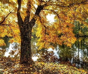 Staw, Jesień, Żółte, Liście, Drzewa