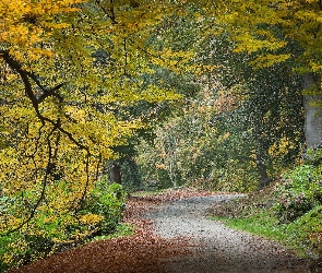 Ławka, Droga, Drzewa, Park, Żółknące, Liście