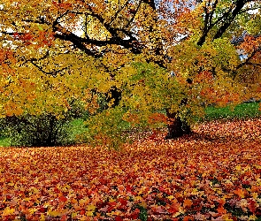 Park, Liście, Jesień, Opadłe, Drzewa