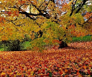 Drzewa, Liście, Opadłe, Jesień, Park