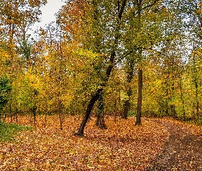 Droga, Drzewa, Jesień, Park, Opadłe, Liście