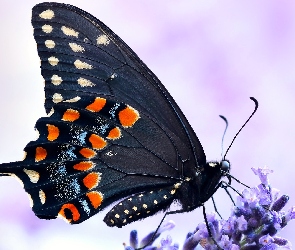 Czarny, Makro, Lawenda, Paź królowej, Motyl