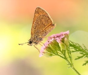 Makro, Kwiat, Motyl, Różowy