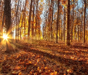 Las, Promienie słońca, Topole osikowe, Drzewa, Jesień