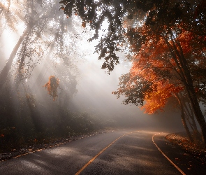 Jesień, Przebijające światło, Drzewa, Droga, Mgła, Poranek