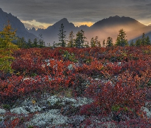 Rosja, Drzewa, Chmury, Kolorowa, Jesień, Ciemne, Kołyma, Góry Kołymskie, Magadan, Roślinność