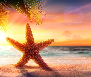 Promienie słońca, Rozgwiazda, Piasek, Plaża, Morze, Palma