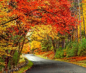 Droga, Drzewa, Kolorowe, Jesień, Las