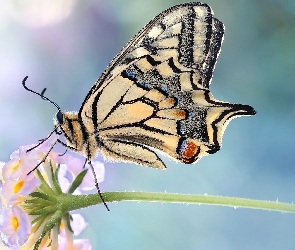 Motyl, Makro, Kwiatek, Rozmycie, Paź królowej