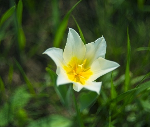 Tulipan, Zbliżenie, Kwiat
