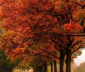 Jesień, Drzewa, Park, Aleja