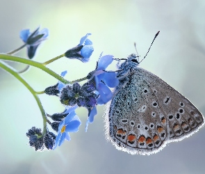Modraszek ikar, Makro, Niezapominajka, Kwiat, Motyl