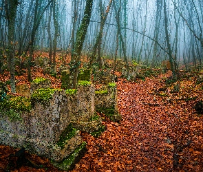 Cmentarz, Zaniedbany, Drzewa, Mgła, Stary, Las, Liście