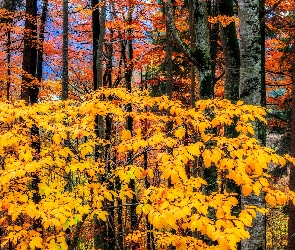Las, Jesień, Gałęzie, Żółte, Pomarańczowe, Liście, Drzewa