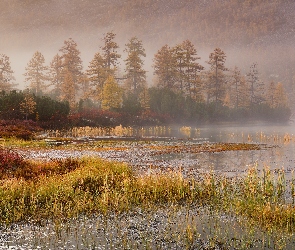 Rosja, Kołyma, Jezioro Jack London, Obwód magadański, Drzewa, Mgła, Kępki, Trawy, Jesień, Szuwary