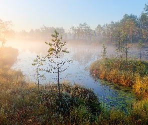 Jezioro, Mgła, Trawy, Jesień, Drzewa