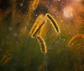 Źdźbła, Bokeh, Trawa