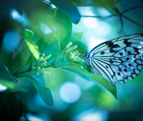 Motyl, Roślina, Biało-czarny