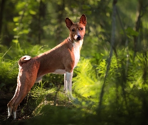 Pies, Las, Kamień, Basenji