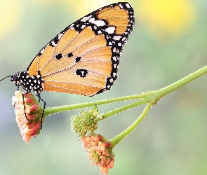 Makro, Roślina, Motyl, Monarcha złocisty