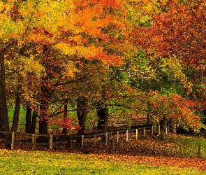 Jesień, Liście, Ogrodzenie, Trawa, Drzewa