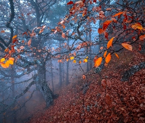 Jesień, Las, Mgła, Drzewa, Liście, Jesienne