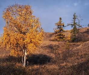 Jesień, Trawa, Brzoza, Wzgórze, Drzewa