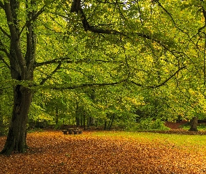 Park, Ławeczki, Zielone, Drzewa, Drzewo