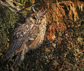 Gałęzie, Puchacz, Ptak, Sowa