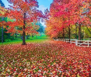 Ogrodzenie, Liście, Drzewa, Park, Jesień, Opadłe