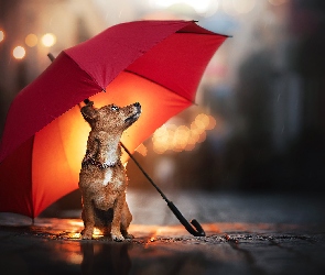 Pies, Deszcz, Parasol, Czerwony