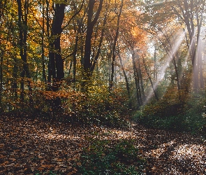 Las, Przebijające światło, Słoneczne, Drzewa, Jesień