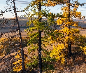 Jesień, Drzewa, Pożółkłe