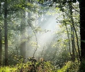 Las, Przebijające światło, Mgła, Drzewa, Zielony