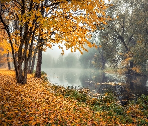Rzeka, Jesień, Poranek, Mgła, Drzewa