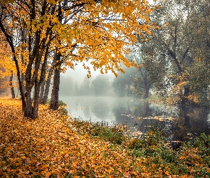 Drzewa, Jesień, Mgła, Poranek, Rzeka
