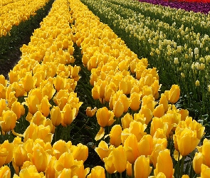 Kwiaty, Plantacja, Tulipany, Kolorowe