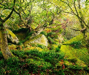 Mech, Drzewa, Las, Anglia, Park Narodowy Peak District, Kamienie, Hrabstwo Derbyshire, Trawa