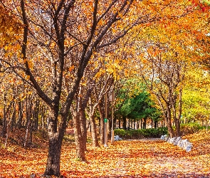 Park, Liście, Pożółkłe, Drzewa, Jesień