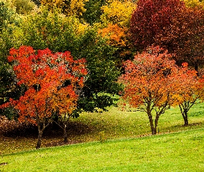 Jesień, Drzewa, Jesienne, Kolorowe