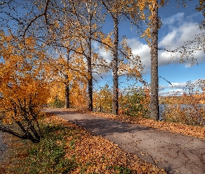 Jesień, Droga, Jezioro, Pożółkłe, Liście, Drzewa